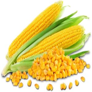Maize Seeds