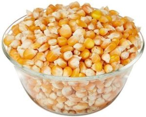 A Grade Dried Corn Seed