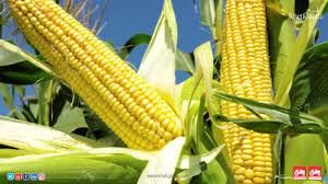 Yellow Maize