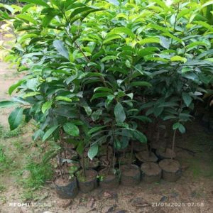 Bakul Plant