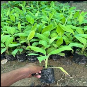 Banana G9 Plant