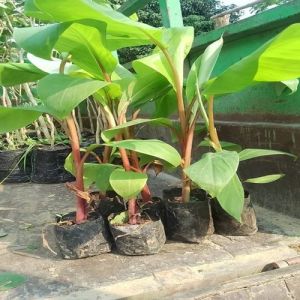 G9 Banana Plant