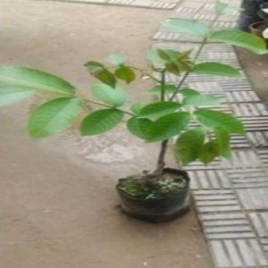 Grafted Walnut Plant