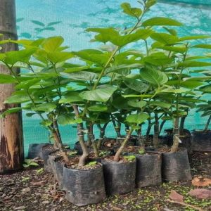 Grafting Mulberry Plant