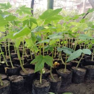 Hybrid Papaya Plant