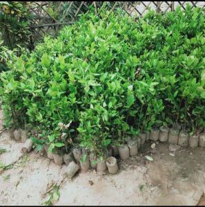 Kagzi Lemon Plant