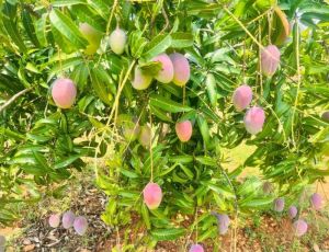 Suvarnarekha Mango