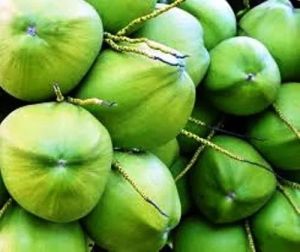 Green Tender Coconut