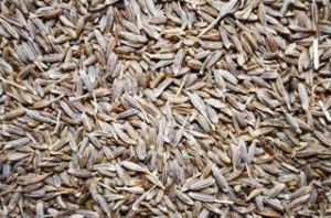 Fennel Seeds