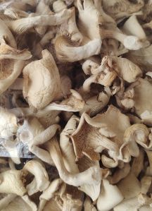 dried oyster mushroom