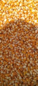 yellow maize