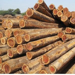 Brown African Teak Wood Logs