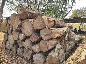 Round African Teak Wood Logs