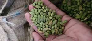 8mm Plus Green Cardamom