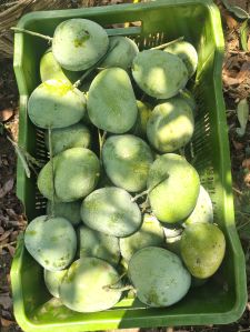 Fresh Sonpari Mango