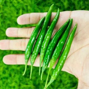 Organic Fresh G4 Green Chilli for Cooking