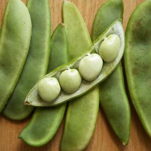 Organic Fresh Lima Beans, Color : Green for Cooking