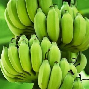 Fresh Raw Banana, Color : Green for Cooking