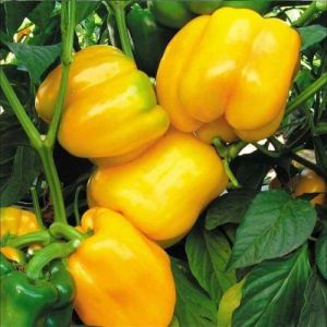 Organic Fresh Yellow Capsicum for Cooking