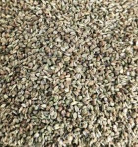 Fresh Ajwain Seed
