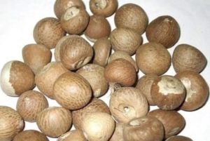 A Grade Whole Dried Areca Nut