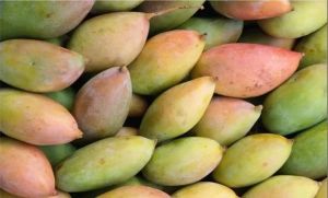 Fresh Totapuri Mango, Taste : Sweet Tangy, Packaging Size : 5-25kg