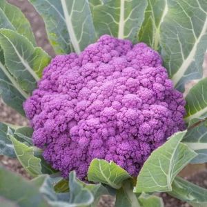Purple Organic Cauliflower, Packaging Size : 25-50kg