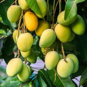 Organic Fresh Gir Kesar Mango, Color : Green & Yellow