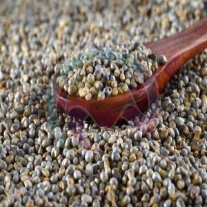Millet Seeds