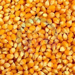 Yellow Corn Seeds