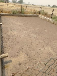 Raw Cow Dung