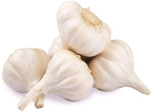 Organic White Garlic, Packaging Type : Loose for Cooking Ingredient