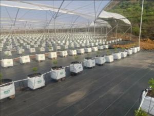 Aeroponics Drip Irrigation Green House Farming