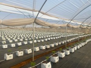Multi Span Poly Tunnel Structure