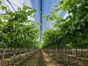 Shade Net House for Grapes Orchard Structure