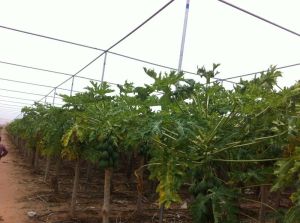 Shade Net House for Papaya Orchard Structure