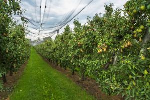Shade Net House for Pear Orchard Structure