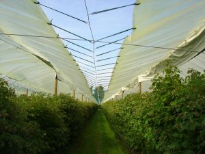 Shade Net House for Raspberry Orchard Structure