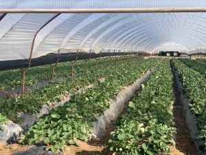 Shade Net House for Strawberry Orchard Structure