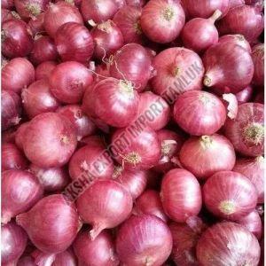 Fresh Big Onion, Color : Red, Packaging Type : Gunny Bag for Cooking