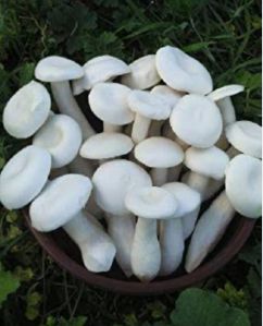 Fresh White Milky Mushroom, Quality Available : A Grade