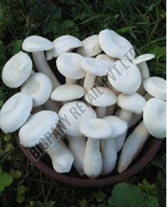 Fresh White Milky Mushroom