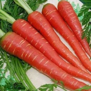 Fresh Red Carrot, Packaging Type : Mesh Bag