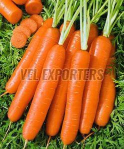 Fresh Orange Carrot , Packaging Size : 5-25kg