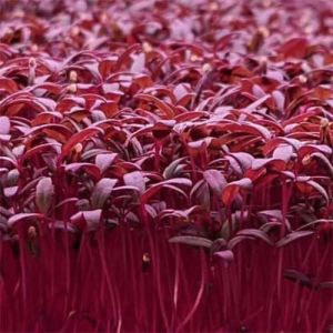 Amaranthus Red Microgreen