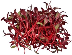 Beetroot Bull's Blood Microgreen
