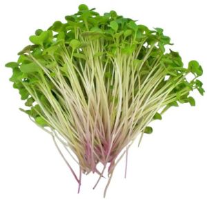 Broccoli Microgreen