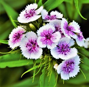 Fresh Dianthus Flower