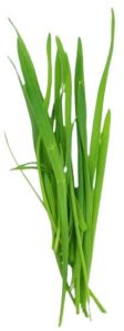 Fresh Wheat Grass