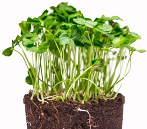 Gongura Microgreen, Packaging Type : Plastic Container